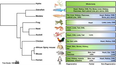 Comparative Study in Zebrafish and Medaka Unravels the Mechanisms of Tissue Regeneration